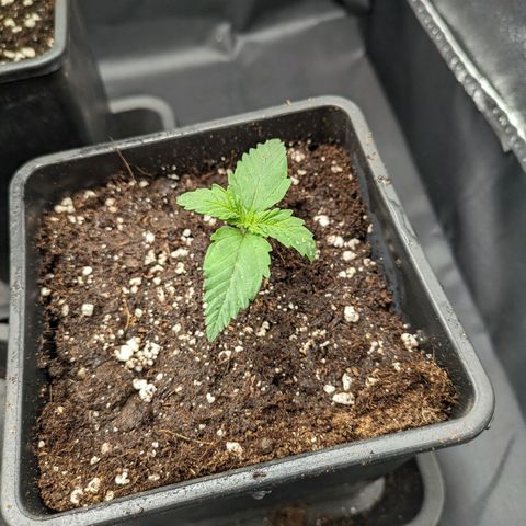 Sundae Driver 🍨🏁 (Royal Queen Seeds) growlog timeline photo