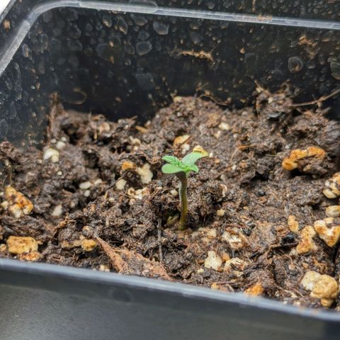 Sundae Driver 🍨🏁 (Royal Queen Seeds) growlog photo