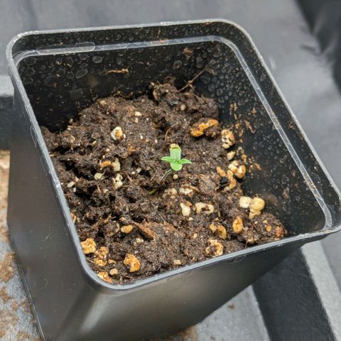 Sundae Driver 🍨🏁 (Royal Queen Seeds) growlog photo
