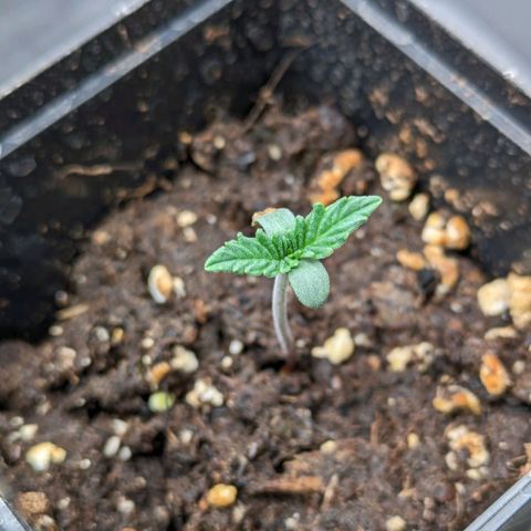 Sundae Driver 🍨🏁 (Royal Queen Seeds) growlog timeline photo