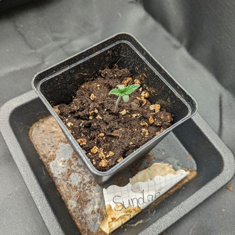 Sundae Driver 🍨🏁 (Royal Queen Seeds) growlog timeline photo