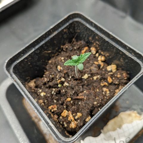 Sundae Driver 🍨🏁 (Royal Queen Seeds) growlog timeline photo