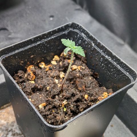 Sundae Driver 🍨🏁 (Royal Queen Seeds) growlog timeline photo