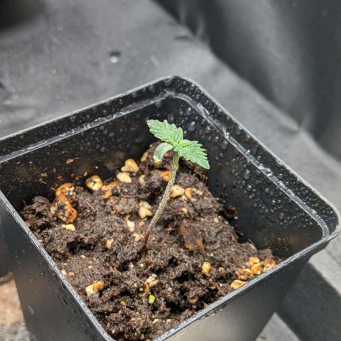 Sundae Driver 🍨🏁 (Royal Queen Seeds) growlog timeline photo