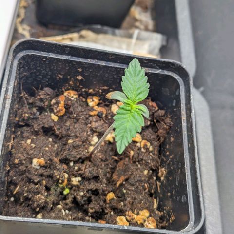 Sundae Driver 🍨🏁 (Royal Queen Seeds) growlog timeline photo