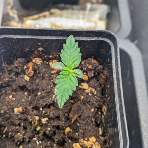 Sundae Driver 🍨🏁 (Royal Queen Seeds) growlog timeline photo