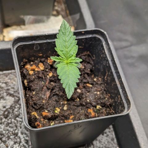 Sundae Driver 🍨🏁 (Royal Queen Seeds) growlog timeline photo