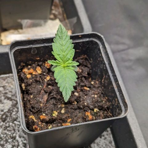 Sundae Driver 🍨🏁 (Royal Queen Seeds) growlog timeline photo