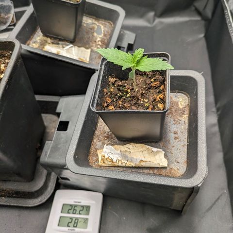 Sundae Driver 🍨🏁 (Royal Queen Seeds) growlog timeline photo