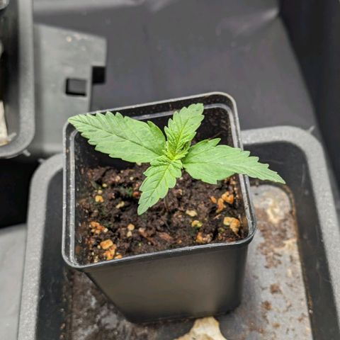 Sundae Driver 🍨🏁 (Royal Queen Seeds) growlog timeline photo