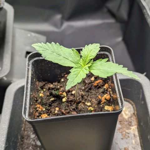 Sundae Driver 🍨🏁 (Royal Queen Seeds) growlog timeline photo