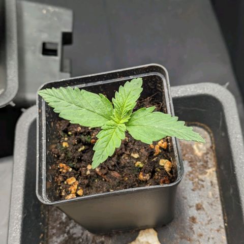 Sundae Driver 🍨🏁 (Royal Queen Seeds) growlog timeline photo
