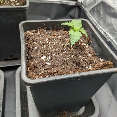 Sundae Driver 🍨🏁 (Royal Queen Seeds) growlog timeline photo