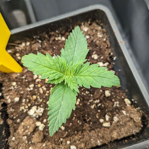 Sundae Driver 🍨🏁 (Royal Queen Seeds) growlog timeline photo