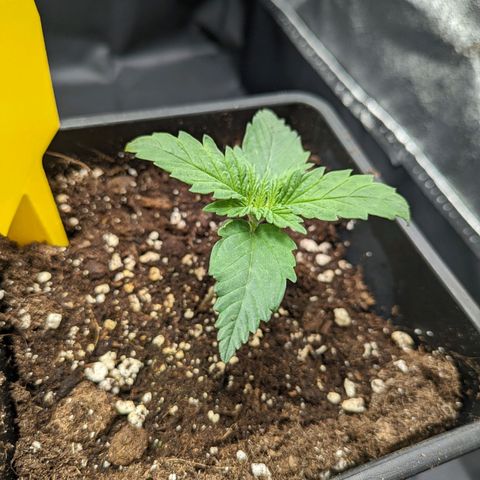 Sundae Driver 🍨🏁 (Royal Queen Seeds) growlog timeline photo