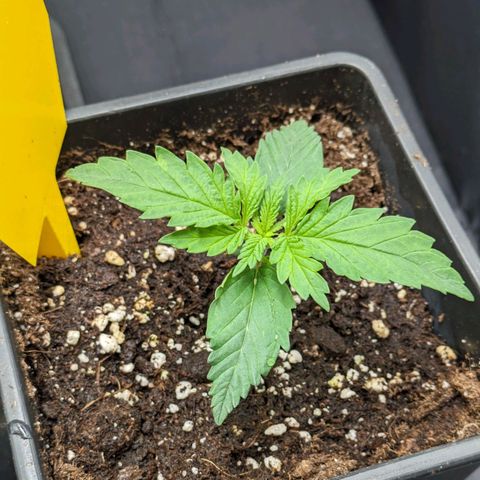 Sundae Driver 🍨🏁 (Royal Queen Seeds) growlog timeline photo