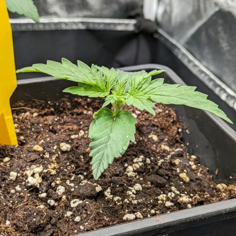 Sundae Driver 🍨🏁 (Royal Queen Seeds) growlog timeline photo