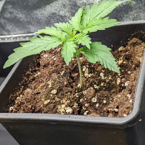 Sundae Driver 🍨🏁 (Royal Queen Seeds) growlog timeline photo