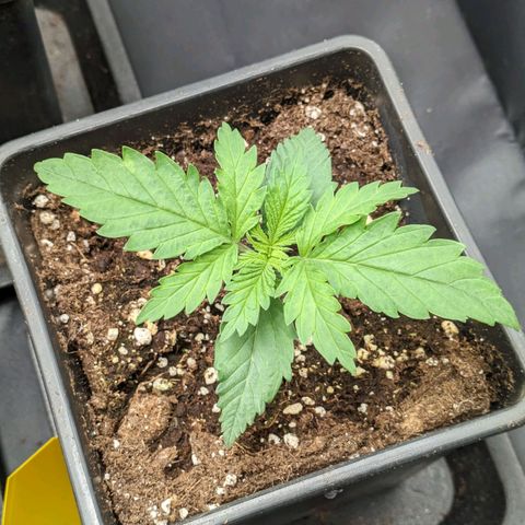 Sundae Driver 🍨🏁 (Royal Queen Seeds) growlog timeline photo