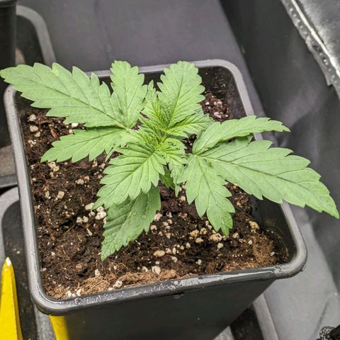 Sundae Driver 🍨🏁 (Royal Queen Seeds) growlog timeline photo