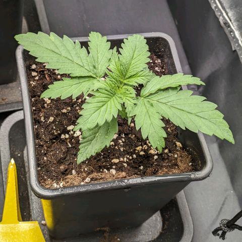 Sundae Driver 🍨🏁 (Royal Queen Seeds) growlog timeline photo