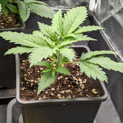 Sundae Driver 🍨🏁 (Royal Queen Seeds) growlog timeline photo