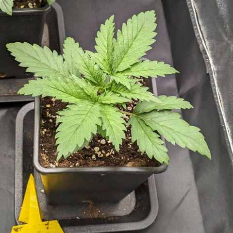 Sundae Driver 🍨🏁 (Royal Queen Seeds) growlog timeline photo