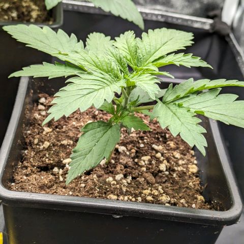 Sundae Driver 🍨🏁 (Royal Queen Seeds) growlog timeline photo