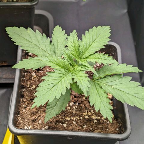 Sundae Driver 🍨🏁 (Royal Queen Seeds) growlog timeline photo