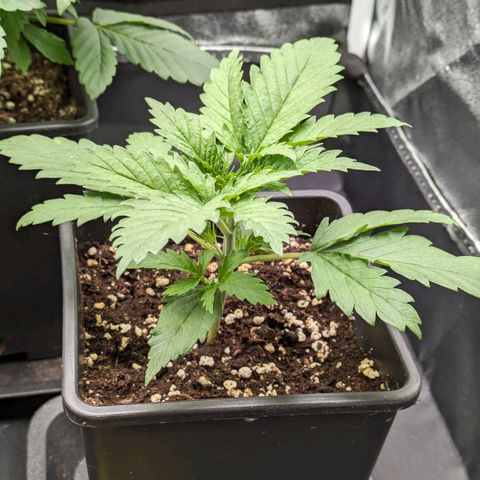 Sundae Driver 🍨🏁 (Royal Queen Seeds) growlog timeline photo