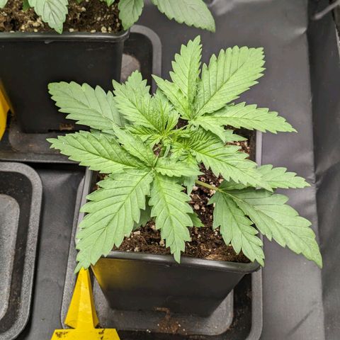Sundae Driver 🍨🏁 (Royal Queen Seeds) growlog timeline photo