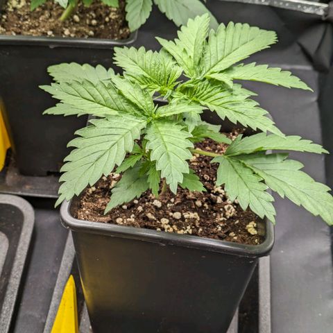 Sundae Driver 🍨🏁 (Royal Queen Seeds) growlog timeline photo