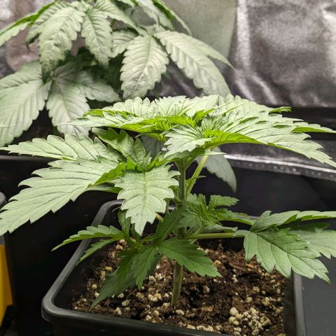 Sundae Driver 🍨🏁 (Royal Queen Seeds) growlog timeline photo