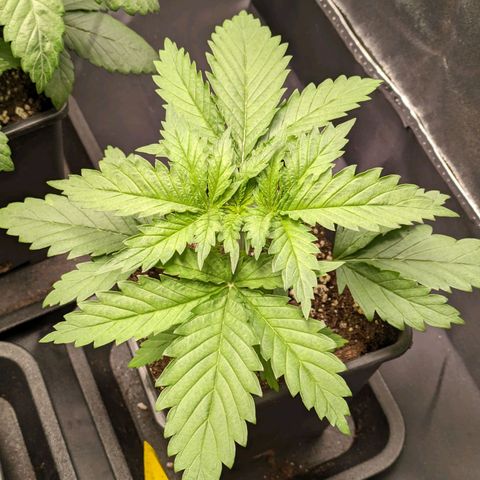 Sundae Driver 🍨🏁 (Royal Queen Seeds) growlog timeline photo