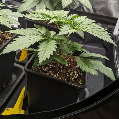 Sundae Driver 🍨🏁 (Royal Queen Seeds) growlog timeline photo
