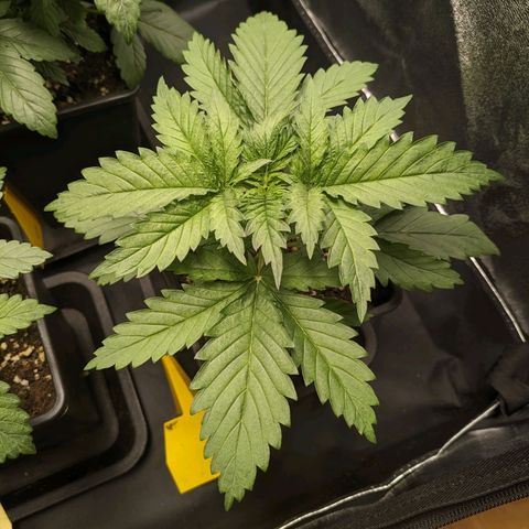 Sundae Driver 🍨🏁 (Royal Queen Seeds) growlog timeline photo