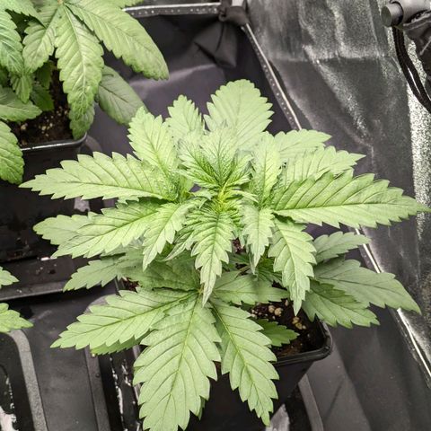 Sundae Driver 🍨🏁 (Royal Queen Seeds) growlog timeline photo