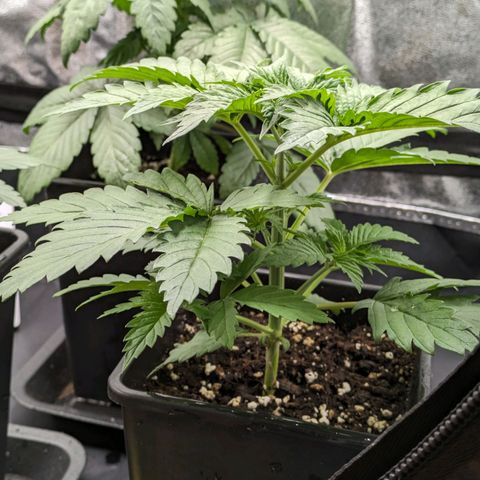 Sundae Driver 🍨🏁 (Royal Queen Seeds) growlog timeline photo