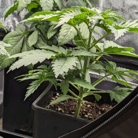 Sundae Driver 🍨🏁 (Royal Queen Seeds) growlog timeline photo