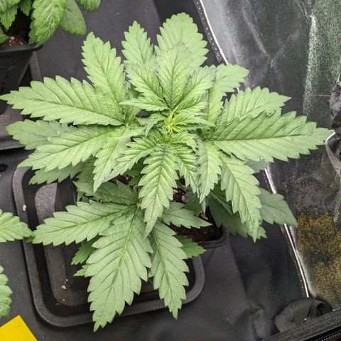 Sundae Driver 🍨🏁 (Royal Queen Seeds) growlog timeline photo