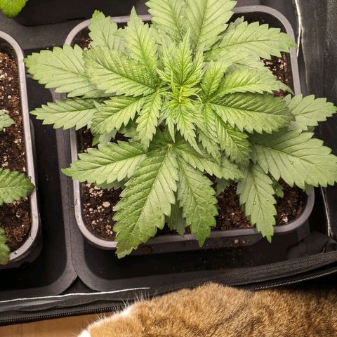 Sundae Driver 🍨🏁 (Royal Queen Seeds) growlog timeline photo
