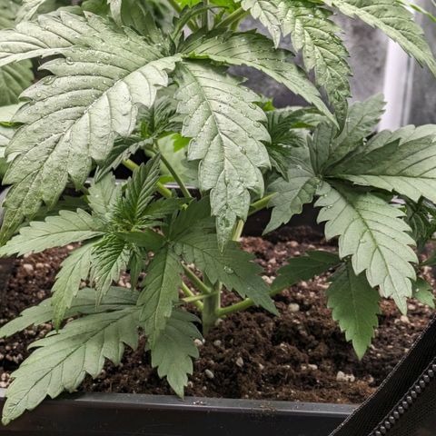 Sundae Driver 🍨🏁 (Royal Queen Seeds) growlog timeline photo