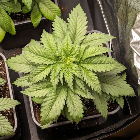 Sundae Driver 🍨🏁 (Royal Queen Seeds) growlog timeline photo