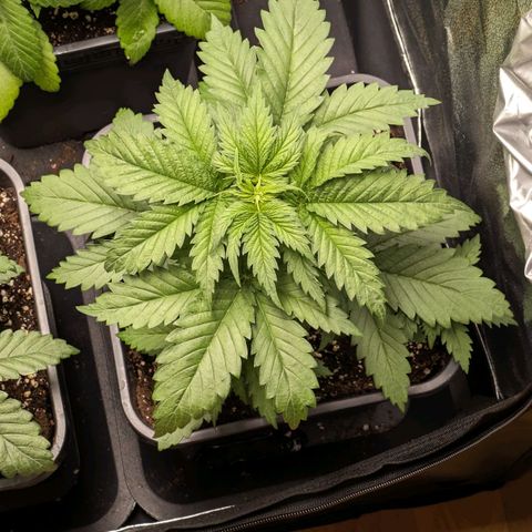 Sundae Driver 🍨🏁 (Royal Queen Seeds) growlog timeline photo