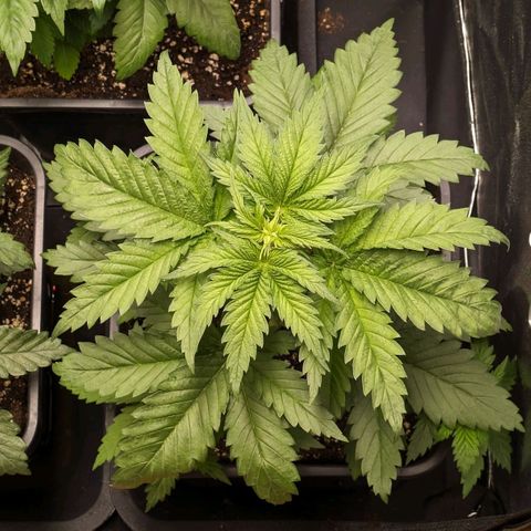 Sundae Driver 🍨🏁 (Royal Queen Seeds) growlog timeline photo