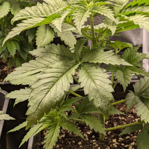 Sundae Driver 🍨🏁 (Royal Queen Seeds) growlog timeline photo
