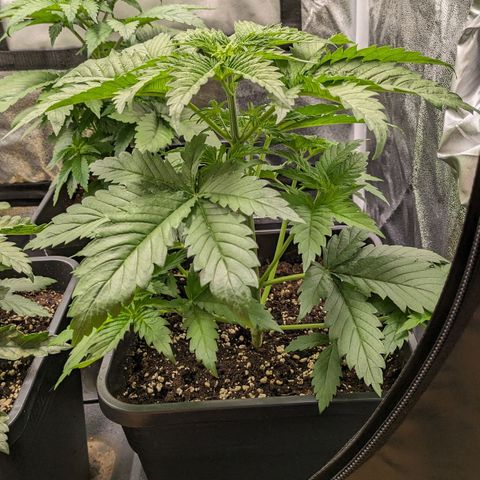 Sundae Driver 🍨🏁 (Royal Queen Seeds) growlog timeline photo