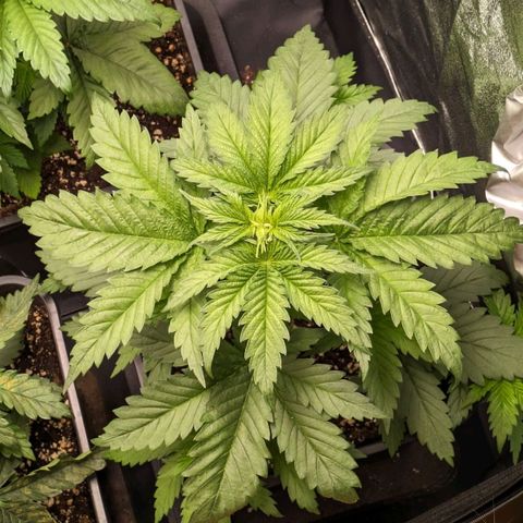 Sundae Driver 🍨🏁 (Royal Queen Seeds) growlog timeline photo