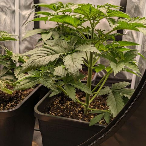 Sundae Driver 🍨🏁 (Royal Queen Seeds) growlog timeline photo