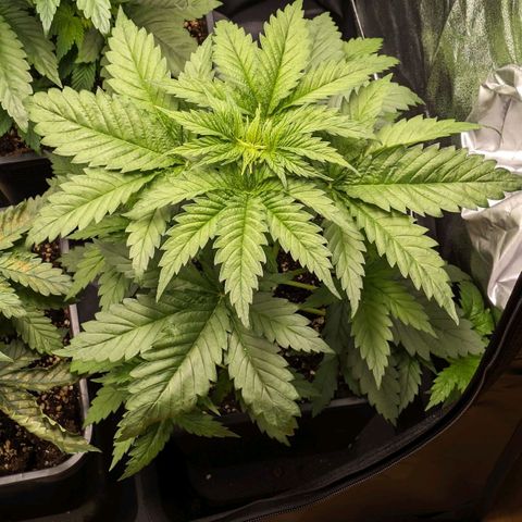 Sundae Driver 🍨🏁 (Royal Queen Seeds) growlog timeline photo